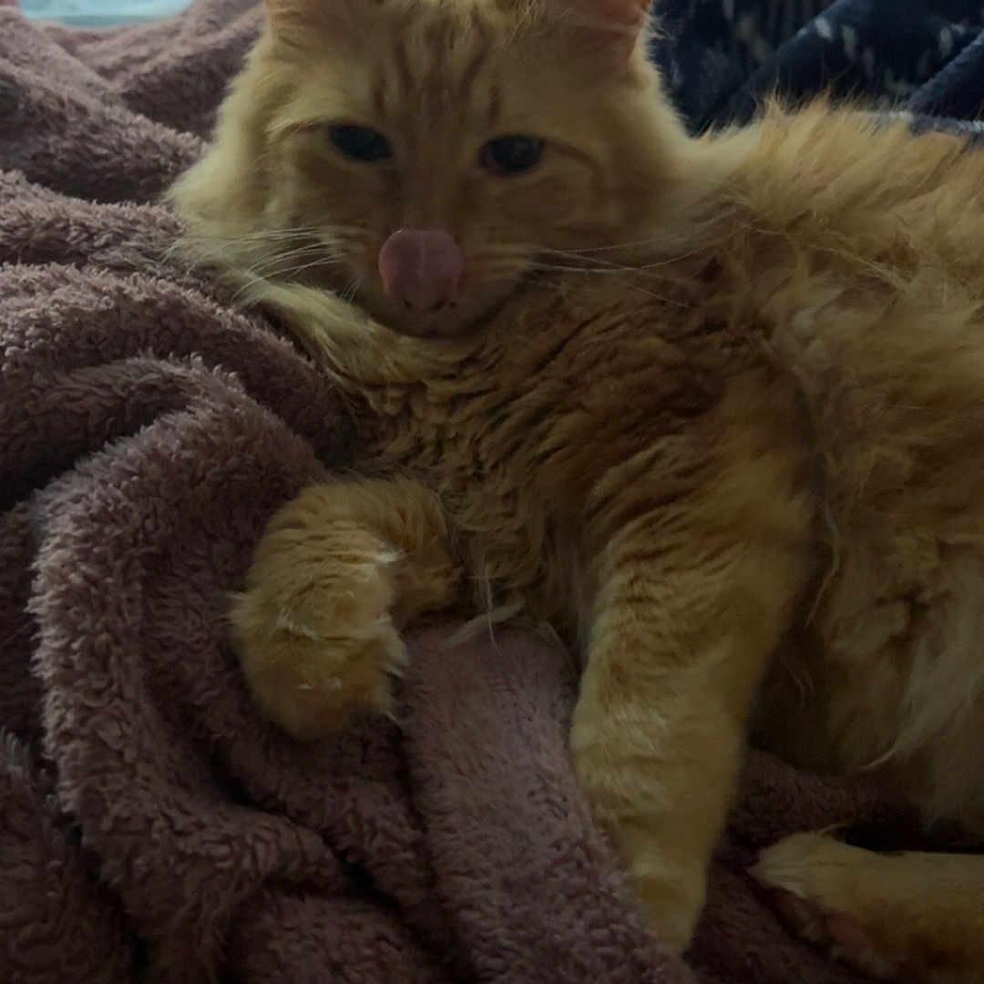 Lila is registered to the contest to win money with this photo: abyssinian, animal, blanket, bodypart, cat, couch, furniture, homedecor, kitten, linen, manx, mouth, person, pet, quilt, siamese, sleeping, tongue, towel, wood