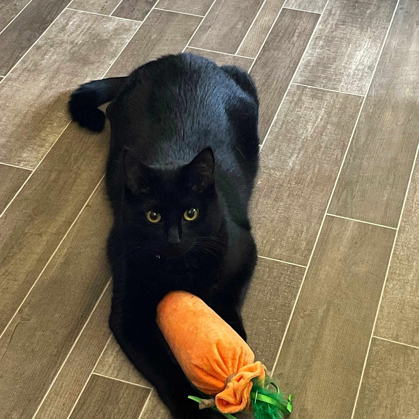 Shady Mars is registered to the contest to win money with this photo: animal, blackcat, canine, carrot, cat, couch, dog, food, furniture, hardwood, indoors, interiordesign, manx, pet, plant, plush, produce, tile, vegetable, wood