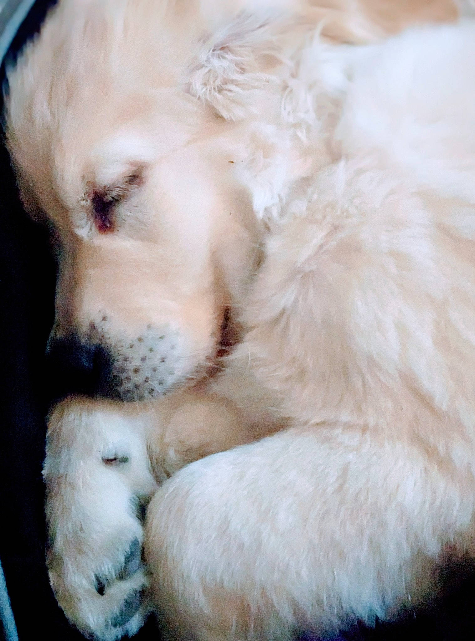 Tommy a rejoint le concours — aidez-le/la à gagner de superbes lots ! canidae, carnivore, companion_dog, dog, dog_breed, ear, fawn, fur, livestock_guardian_dog, non_sporting_group, paw, pet_supply, polish_tatra_sheepdog, puppy, retriever, slovak_cuvac, snout, sporting_group, whiskers, working_animal