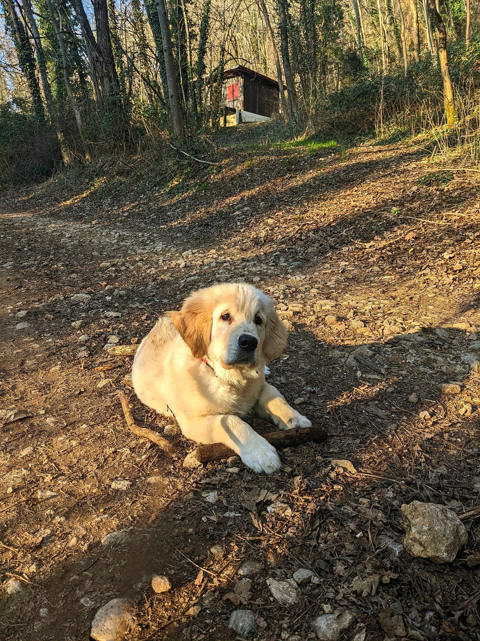 Tommy a rejoint le concours — aidez-le/la à gagner de superbes lots ! carnivore, companion_dog, dog, dog_breed, fawn, forest, grass, landscape, natural_landscape, plant, rock, soil, sporting_group, sunlight, tints_and_shades, tree, trunk, wilderness, wood, woodland