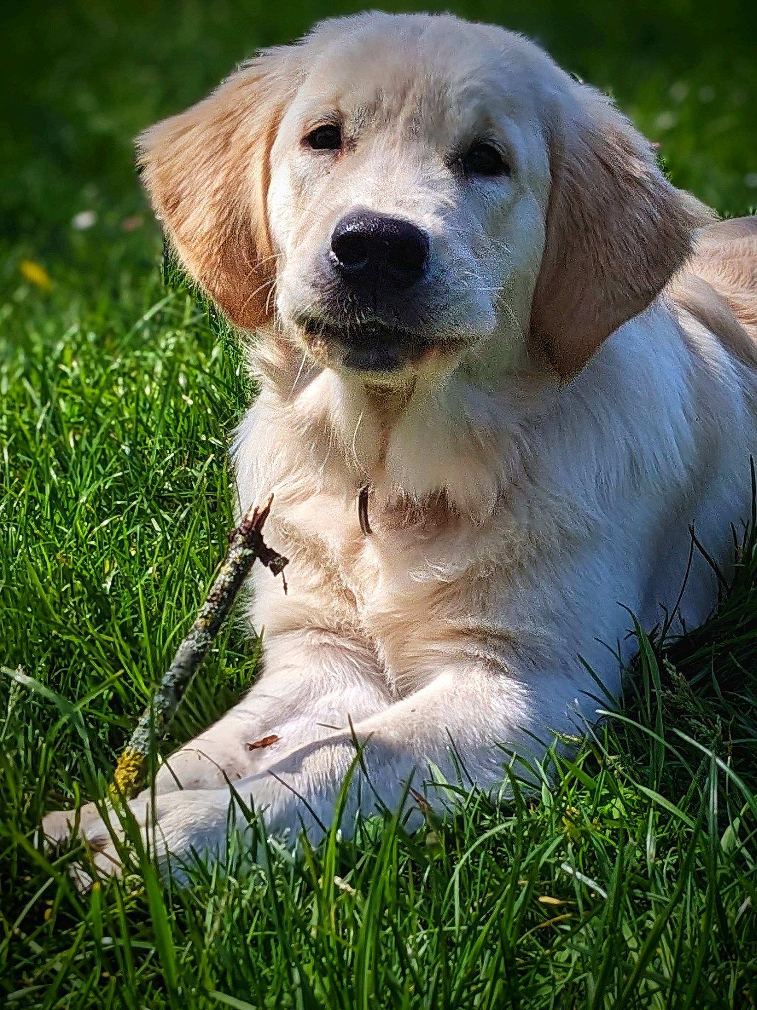 Tommy a rejoint le concours — aidez-le/la à gagner de superbes lots ! canidae, carnivore, companion_dog, dog, dog_breed, fang, fawn, fur, grass, grassland, gun_dog, hunting_dog, labrador_retriever, plant, puppy, retriever, sporting_group, tail, terrestrial_animal, whiskers