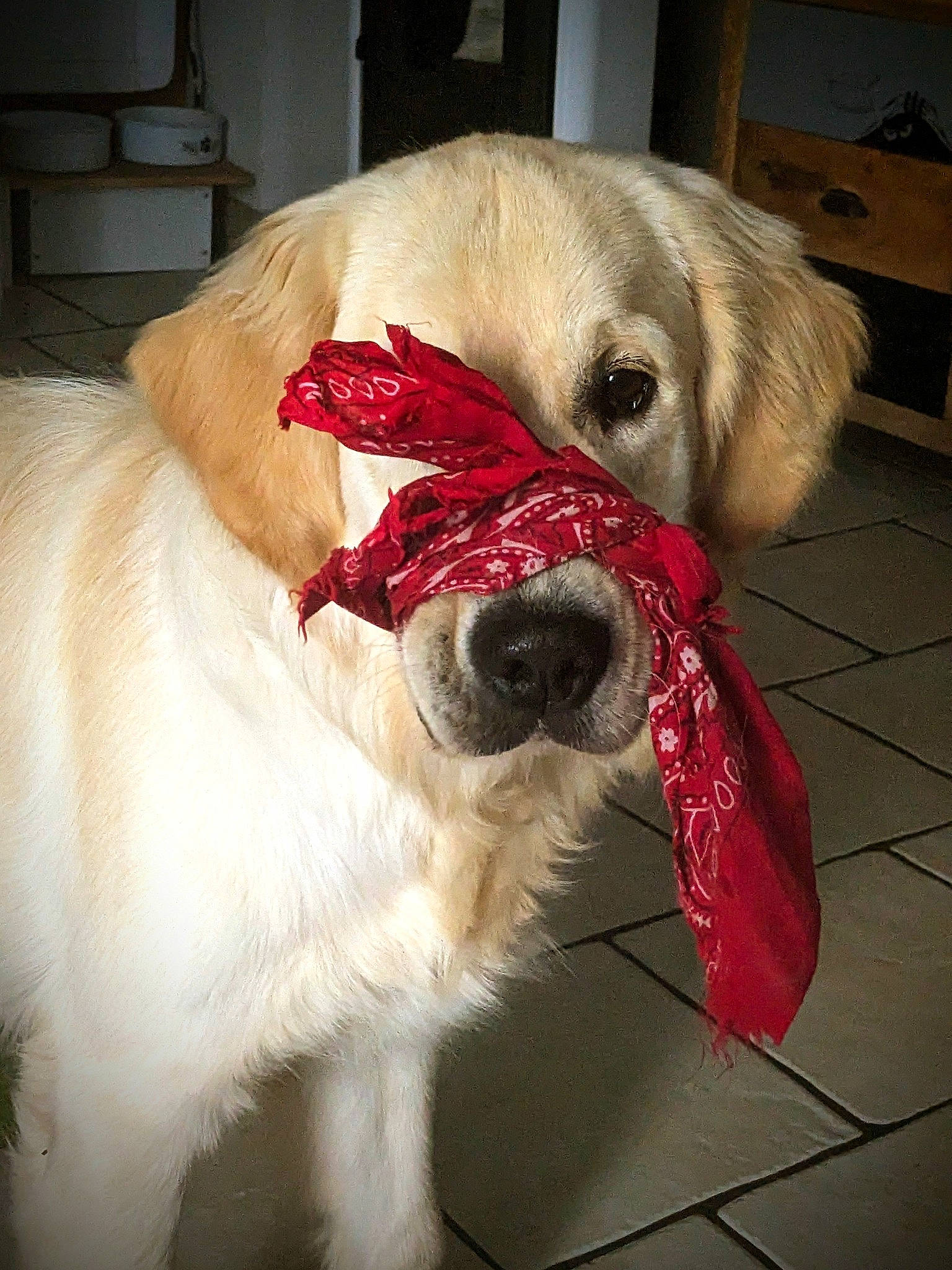 Tommy a rejoint le concours — aidez-le/la à gagner de superbes lots ! canidae, carnivore, collar, companion_dog, dog, dog_breed, dog_clothes, dog_collar, dog_supply, fawn, flooring, fur, non_sporting_group, pet_supply, small_terrier, snout, sporting_group, tail, toy_dog, working_animal