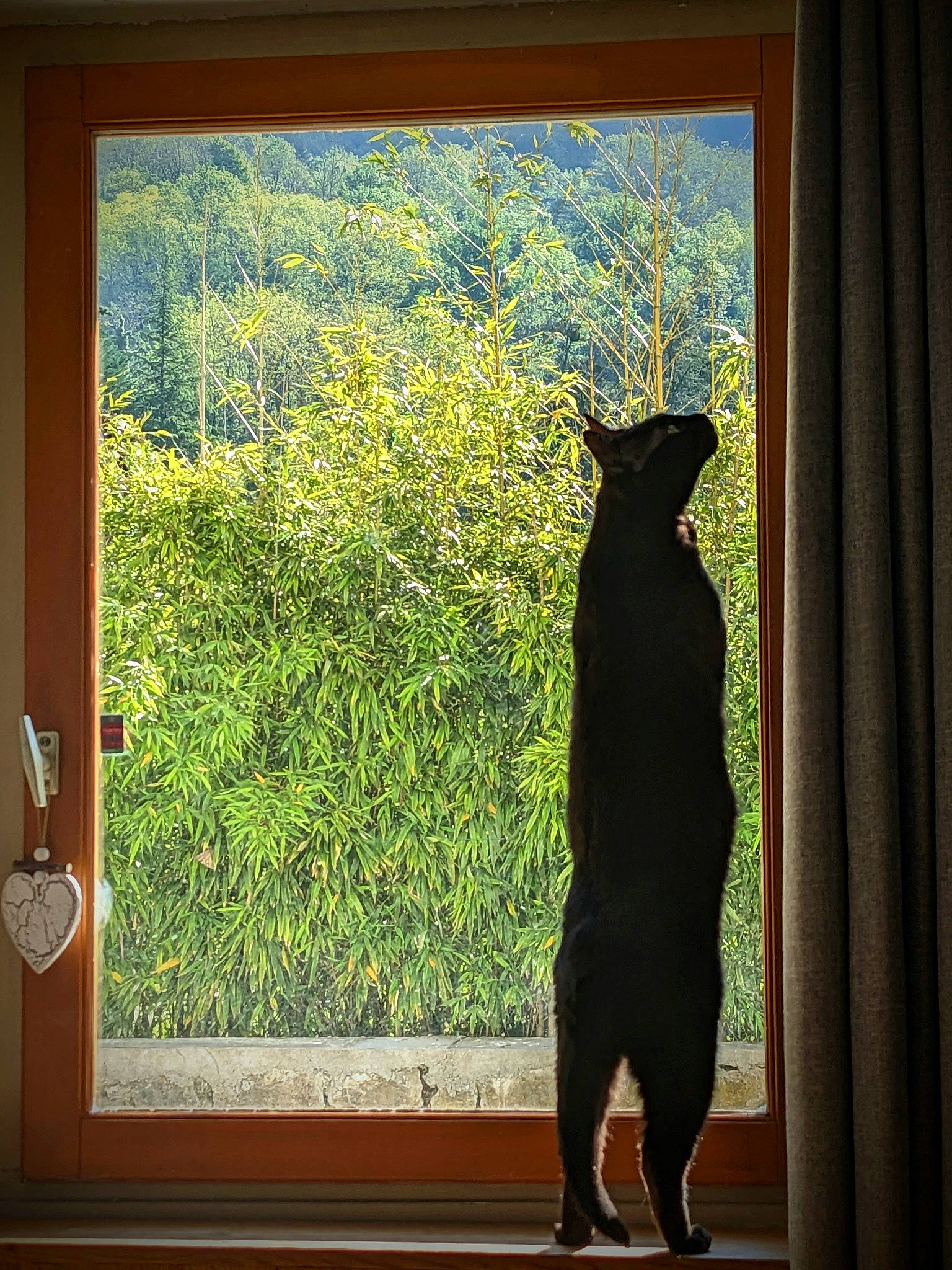 Salem participe au concours pour gagner de l'argent avec cette photo : art, carnivore, door, fixture, glass, grass, paint, plant, rectangle, room, shade, shadow, sunlight, tail, tints_and_shades, tree, vertebrate, visual_arts, window, wood