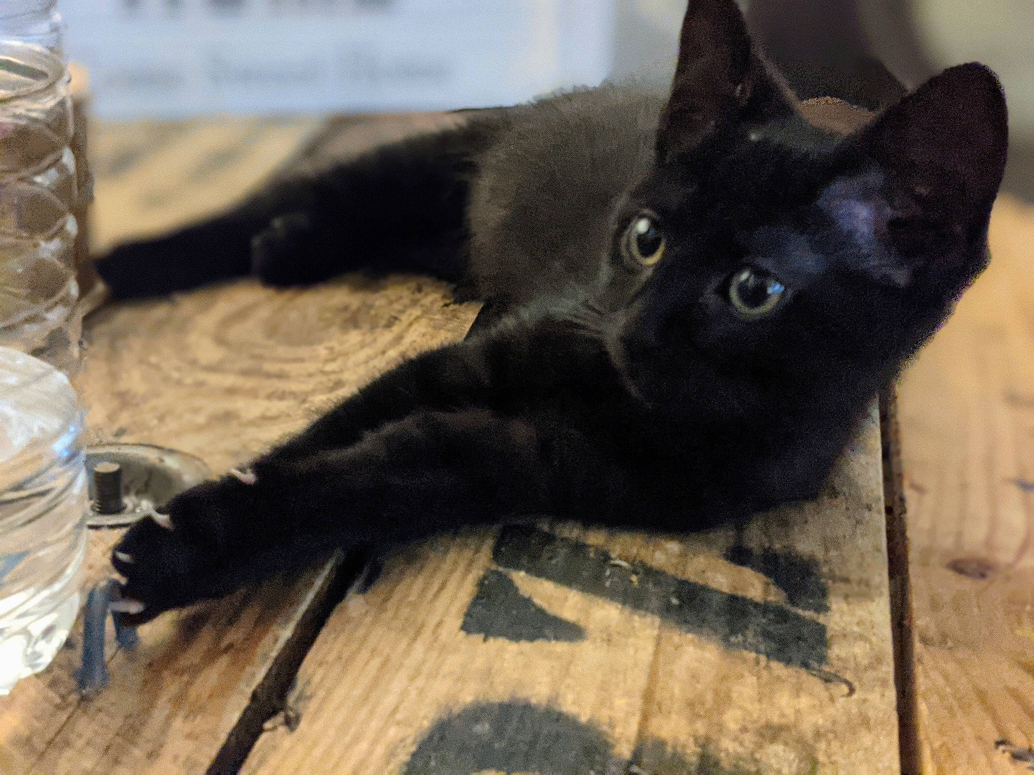 Salem a rejoint le concours — aidez-le/la à gagner de superbes lots ! aluminium_foil, black_cat, bombay, carnivore, cat, claw, domestic_short_haired_cat, drinking_water, felidae, flooring, foil, fur, hardwood, havana_brown, paw, small_to_medium_sized_cats, snout, tail, terrestrial_animal, whiskers