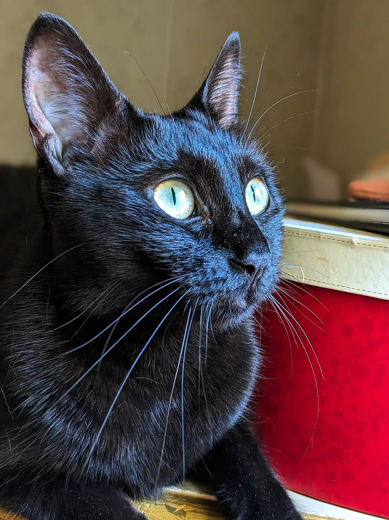 Salem participe au concours pour gagner de l'argent avec cette photo : bombay, carnivore, cat, close_up, comfort, domestic_short_haired_cat, electric_blue, felidae, fur, iris, small_to_medium_sized_cats, snout, terrestrial_animal, whiskers