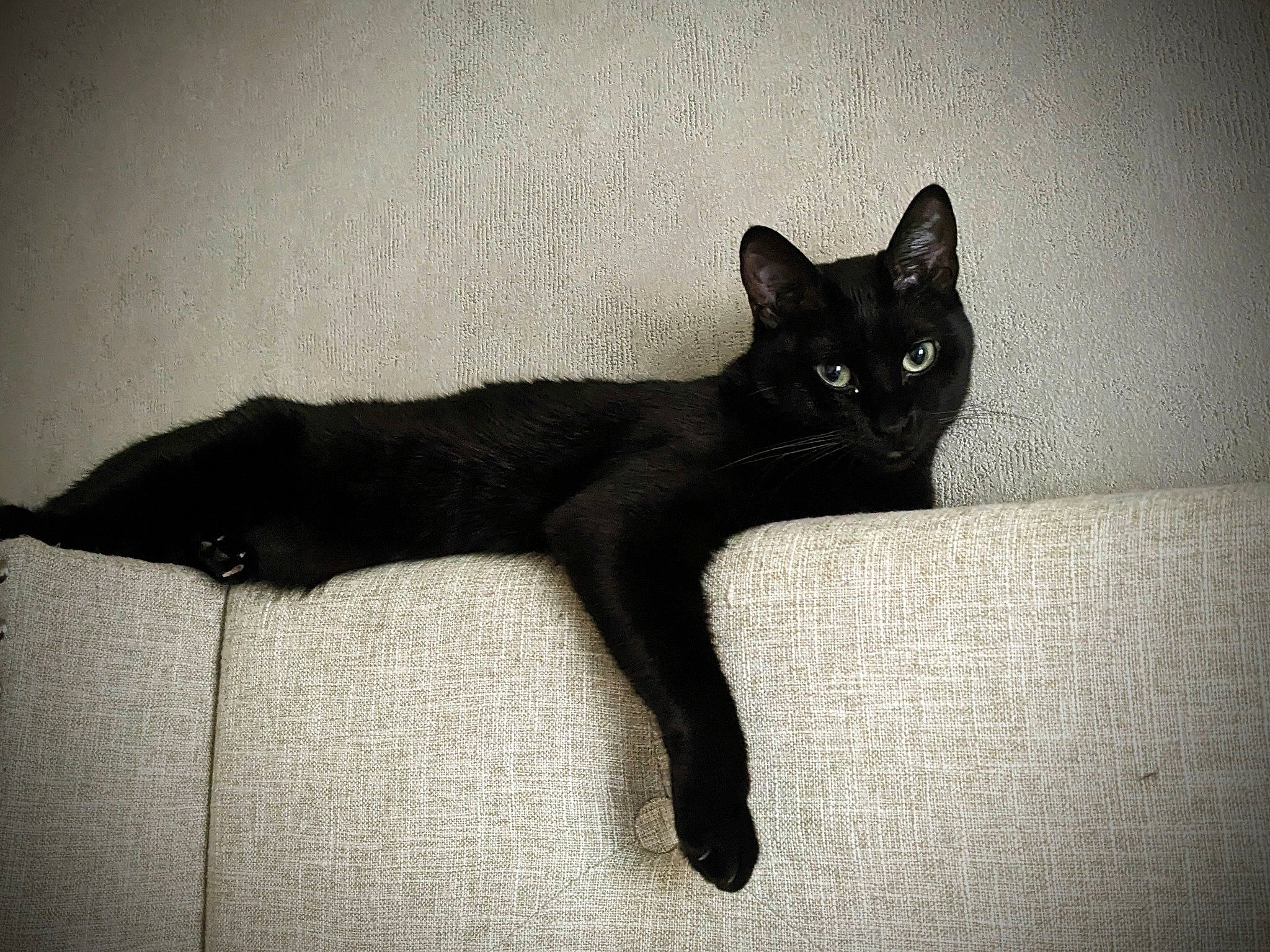 Salem a rejoint le concours — aidez-le/la à gagner de superbes lots ! black_cat, bombay, carnivore, cat, claw, darkness, domestic_short_haired_cat, felidae, fur, grey, havana_brown, monochrome, monochrome_photography, paw, shadow, small_to_medium_sized_cats, snout, tail, tints_and_shades, whiskers