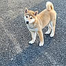 dog, puppy, shiba_inu, animal, pet, fur, outdoor, asphalt, curled_tail, ears, standing, young, cute, canine, walking_surface, alert, looking, mammal, companion, friendly