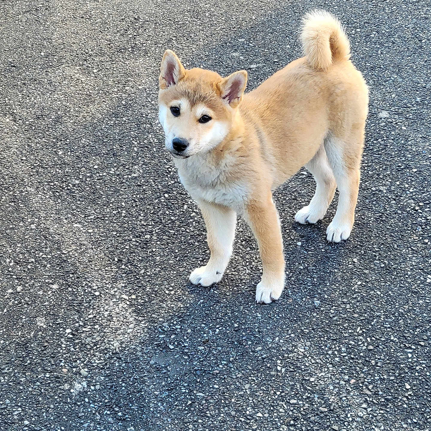 Yuna a rejoint le concours — aidez-le/la à gagner de superbes lots ! dog, puppy, shiba_inu, animal, pet, fur, outdoor, asphalt, curled_tail, ears, standing, young, cute, canine, walking_surface, alert, looking, mammal, companion, friendly