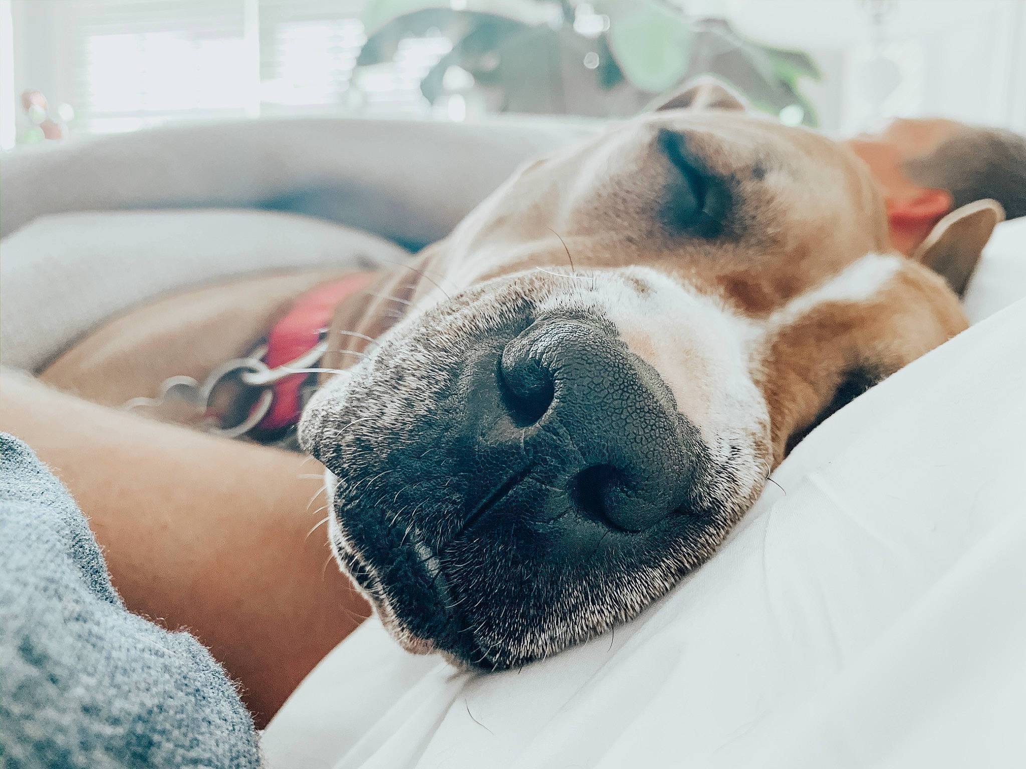 Kimmie joined the competition — help win amazing prizes! american_pit_bull_terrier, american_staffordshire_terrier, canidae, carnivore, dog, dog_breed, ear, eye, love, nap, non_sporting_group, nose, pit_bull, puppy, puppy_love, sleep, snout, whiskers