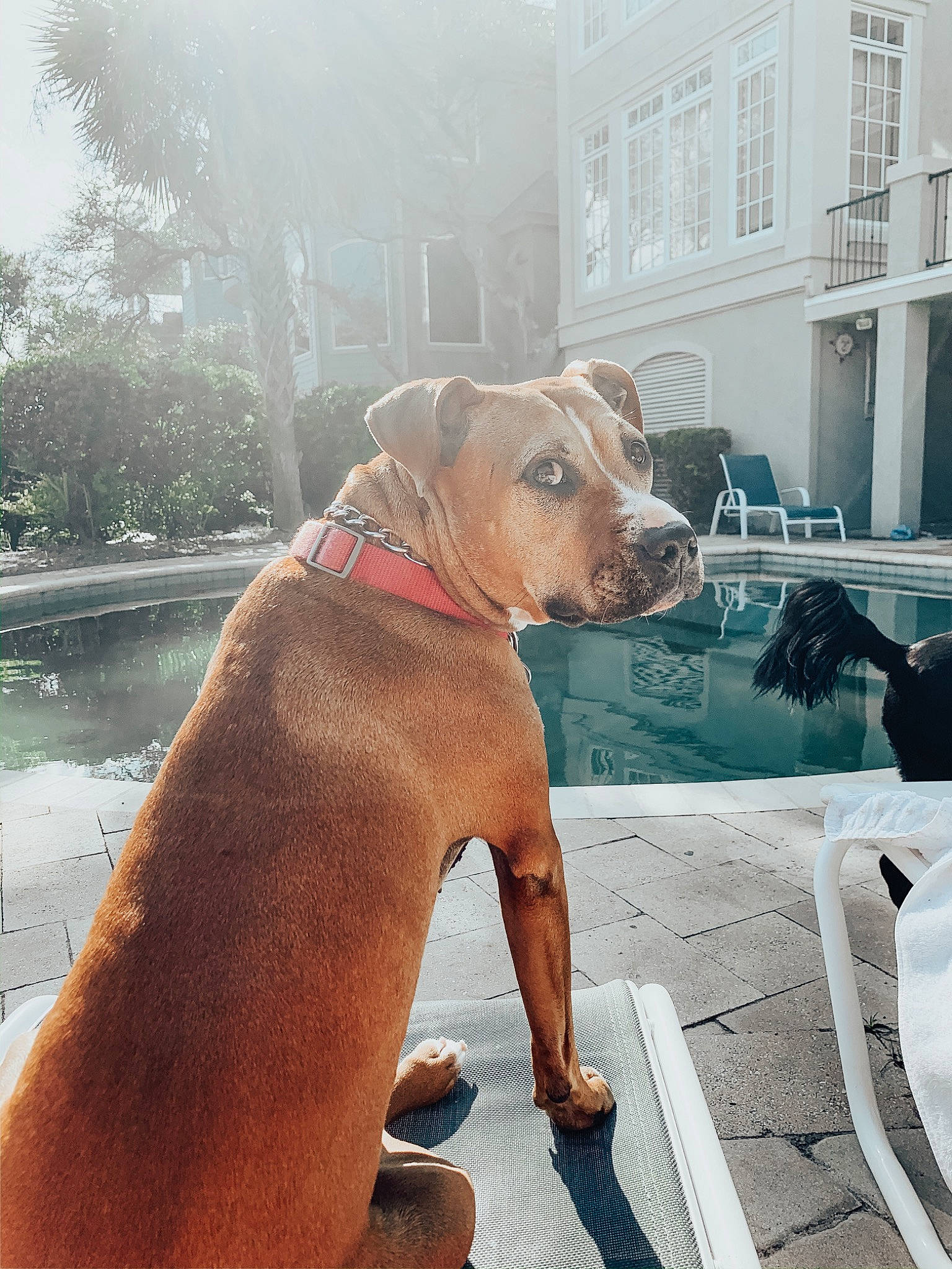 Kimmie is registered to the contest to win money with this photo: american_pit_bull_terrier, american_staffordshire_terrier, canidae, carnivore, companion_dog, dog, dog_breed, dog_walking, fawn, mammal, non_sporting_group, pit_bull, snout, staffordshire_bull_terrier