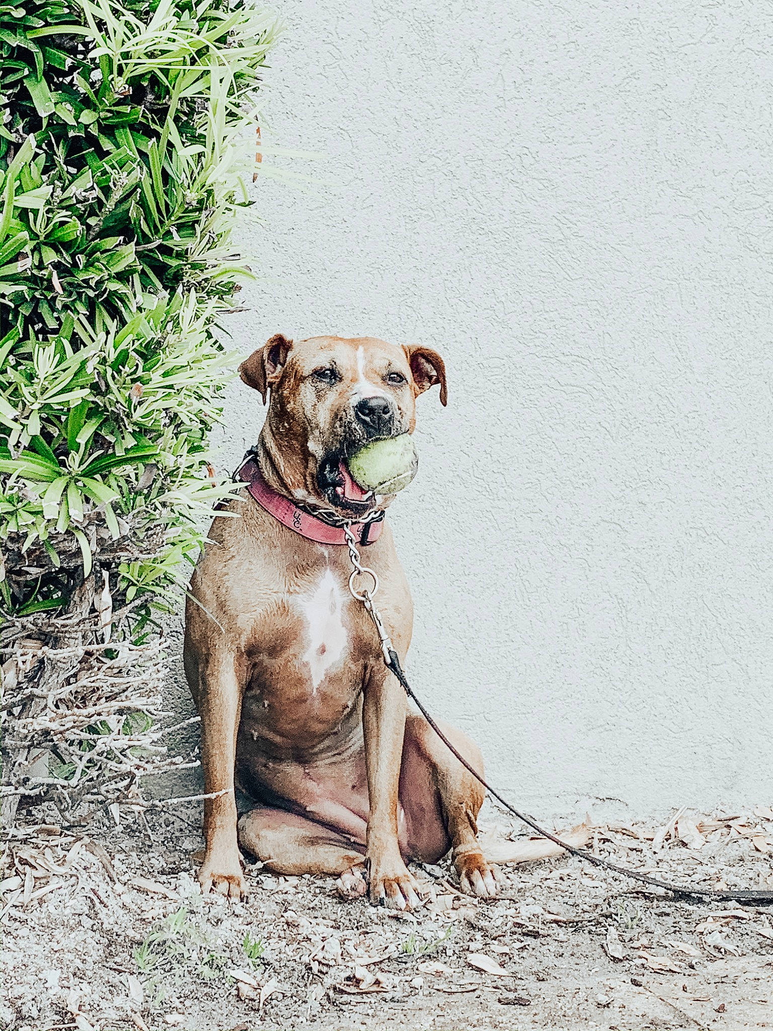 Kimmie joined the competition — help win amazing prizes! american_bulldog, american_pit_bull_terrier, bulldog, canidae, carnivore, dog, dog_breed, fawn, mammal, molosser, non_sporting_group, olde_english_bulldogge, perro_de_presa_mallorquin, pit_bull, rare_breed_dog, renascence_bulldogge, snout, sporting_group, vertebrate