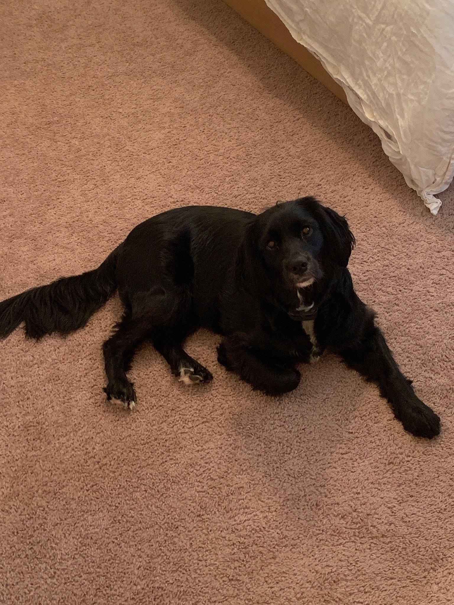 Sadie joined the competition — help win amazing prizes! beagador, borador, boykin_spaniel, canidae, carnivore, companion_dog, dog, dog_breed, flat_coated_retriever, labrador_retriever, mammal, puppy, retriever, sporting_group, vertebrate