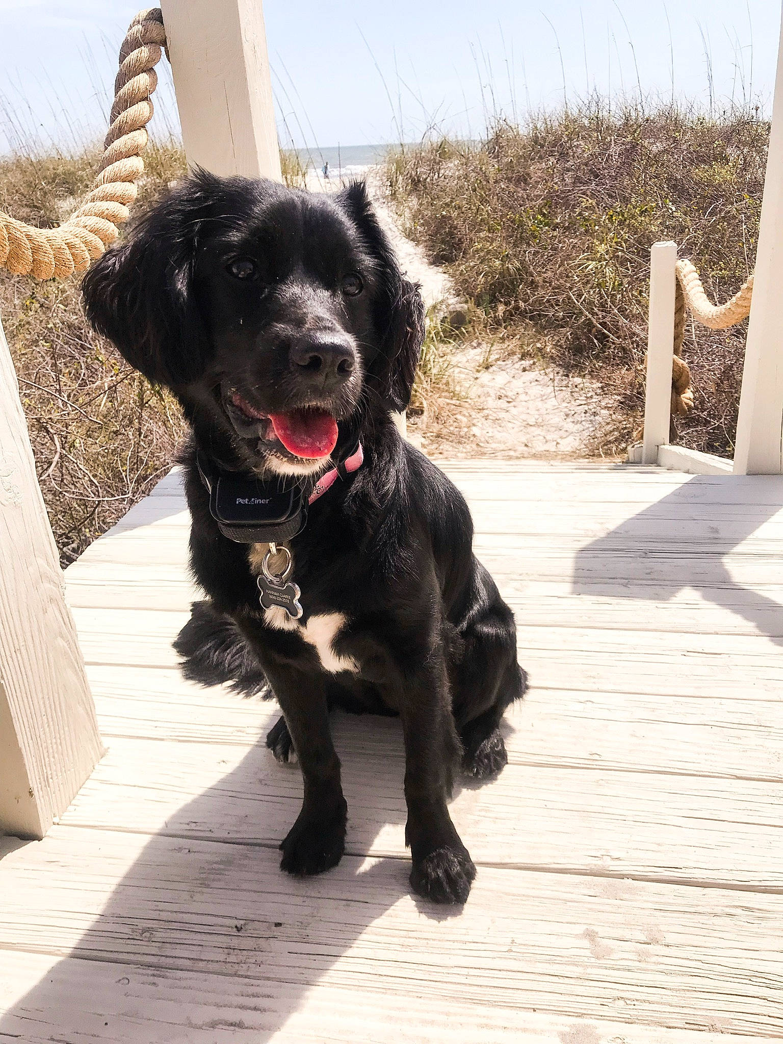 Sadie is registered to the contest to win money with this photo: canidae, carnivore, cocker_spaniel, companion_dog, dog, dog_breed, dog_walking, flat_coated_retriever, mammal, puppy, rare_breed_dog, spaniel, sporting_group, tail, vertebrate