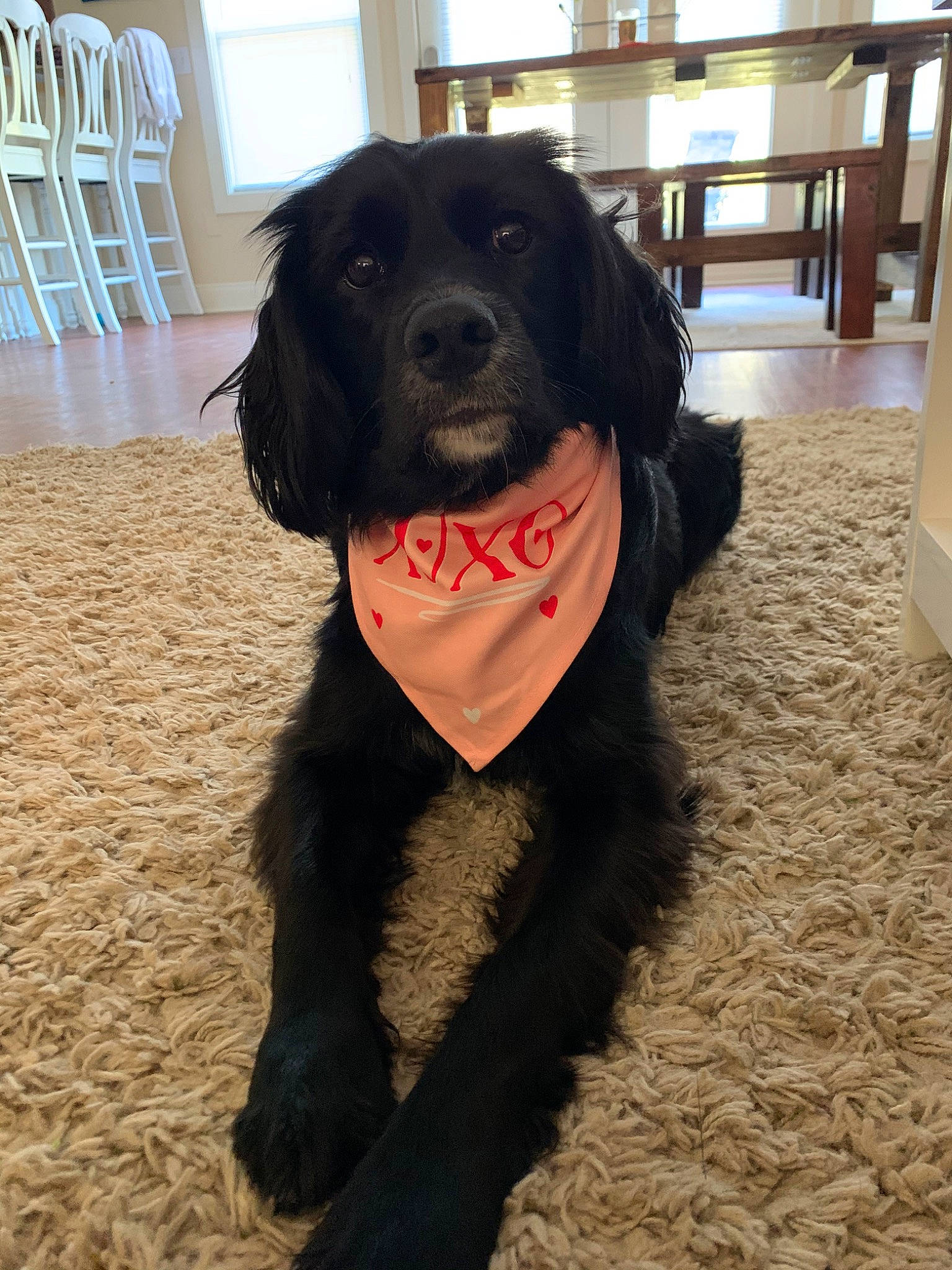 Sadie joined the competition — help win amazing prizes! beagador, boykin_spaniel, canidae, carnivore, cocker_spaniel, companion_dog, dog, dog_breed, english_cocker_spaniel, flat_coated_retriever, fur, puppy, rare_breed_dog, spaniel, sporting_group