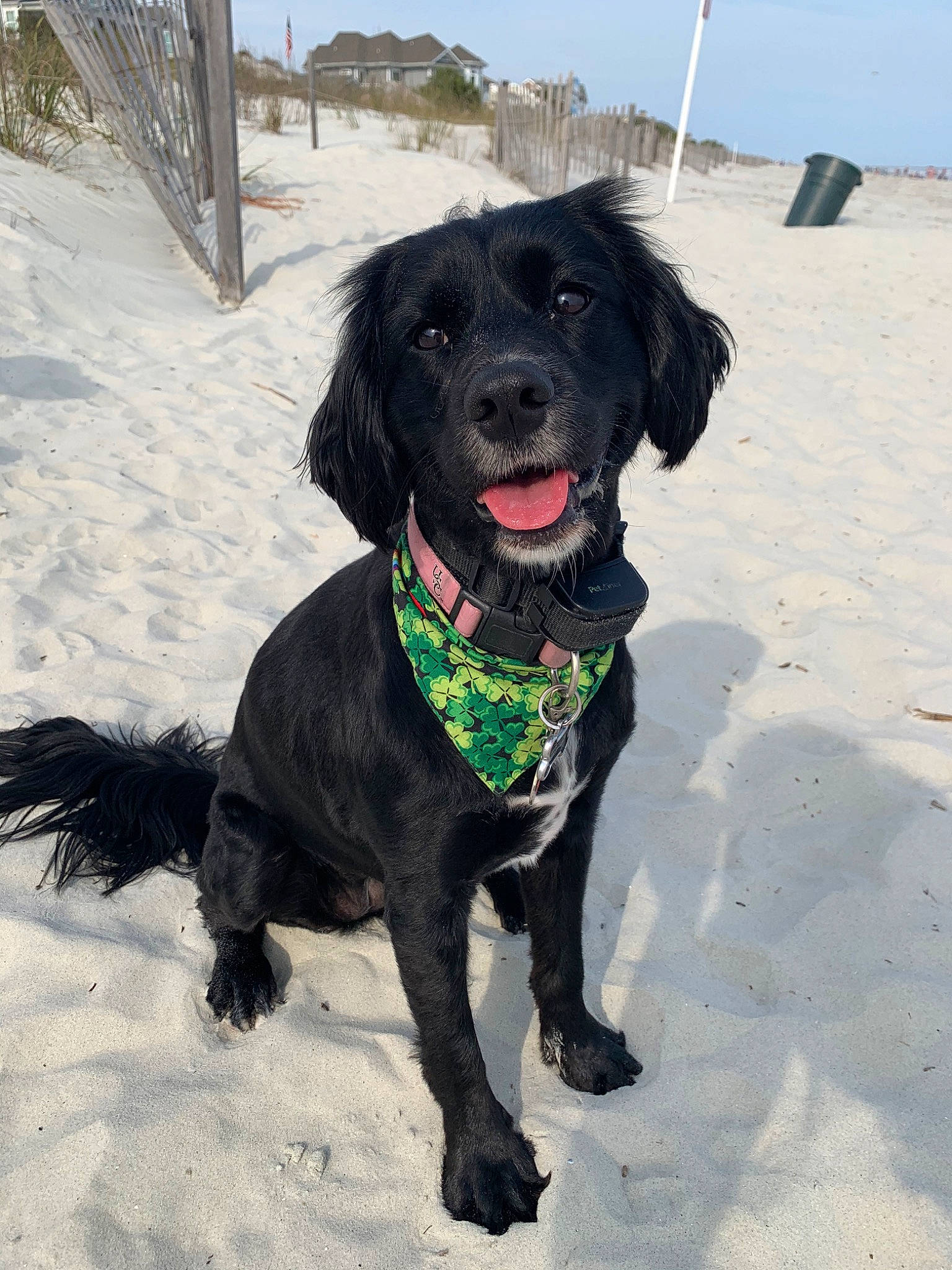 Sadie is registered to the contest to win money with this photo: beagador, borador, boykin_spaniel, canidae, carnivore, dog, dog_breed, flat_coated_retriever, german_spaniel, hunting_dog, labrador_retriever, mammal, rare_breed_dog, retriever, spaniel, sporting_group, vertebrate