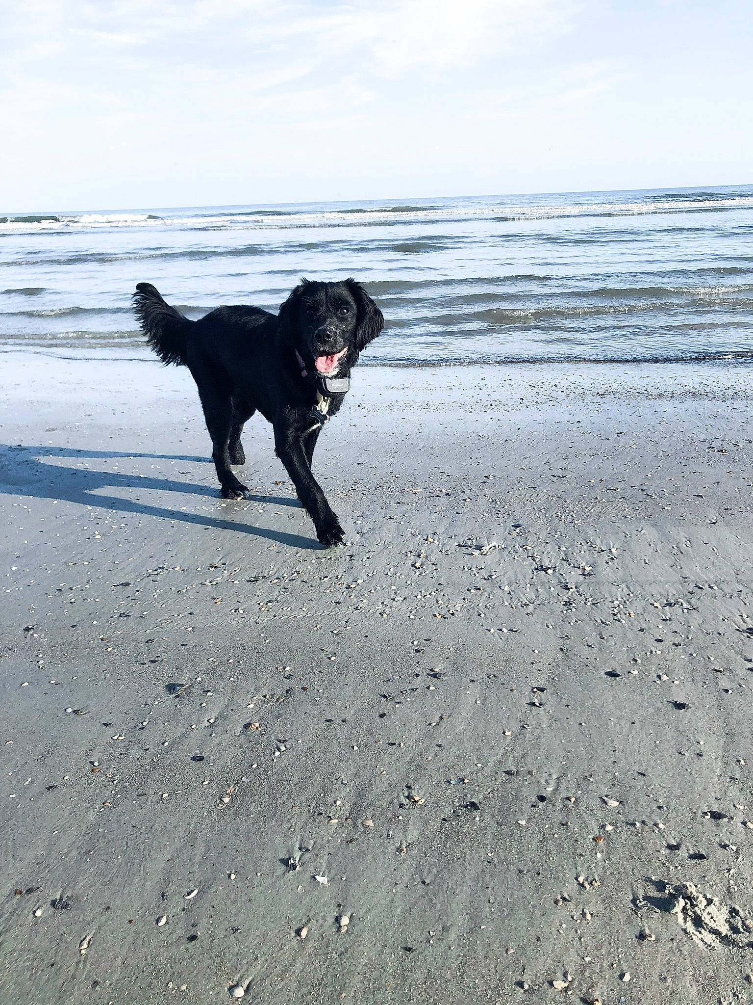 Sadie joined the competition — help win amazing prizes! beach, canidae, carnivore, coast, dog, dog_breed, dog_walking, flat_coated_retriever, hunting_dog, labrador_retriever, ocean, retriever, sand, sea, sporting_group