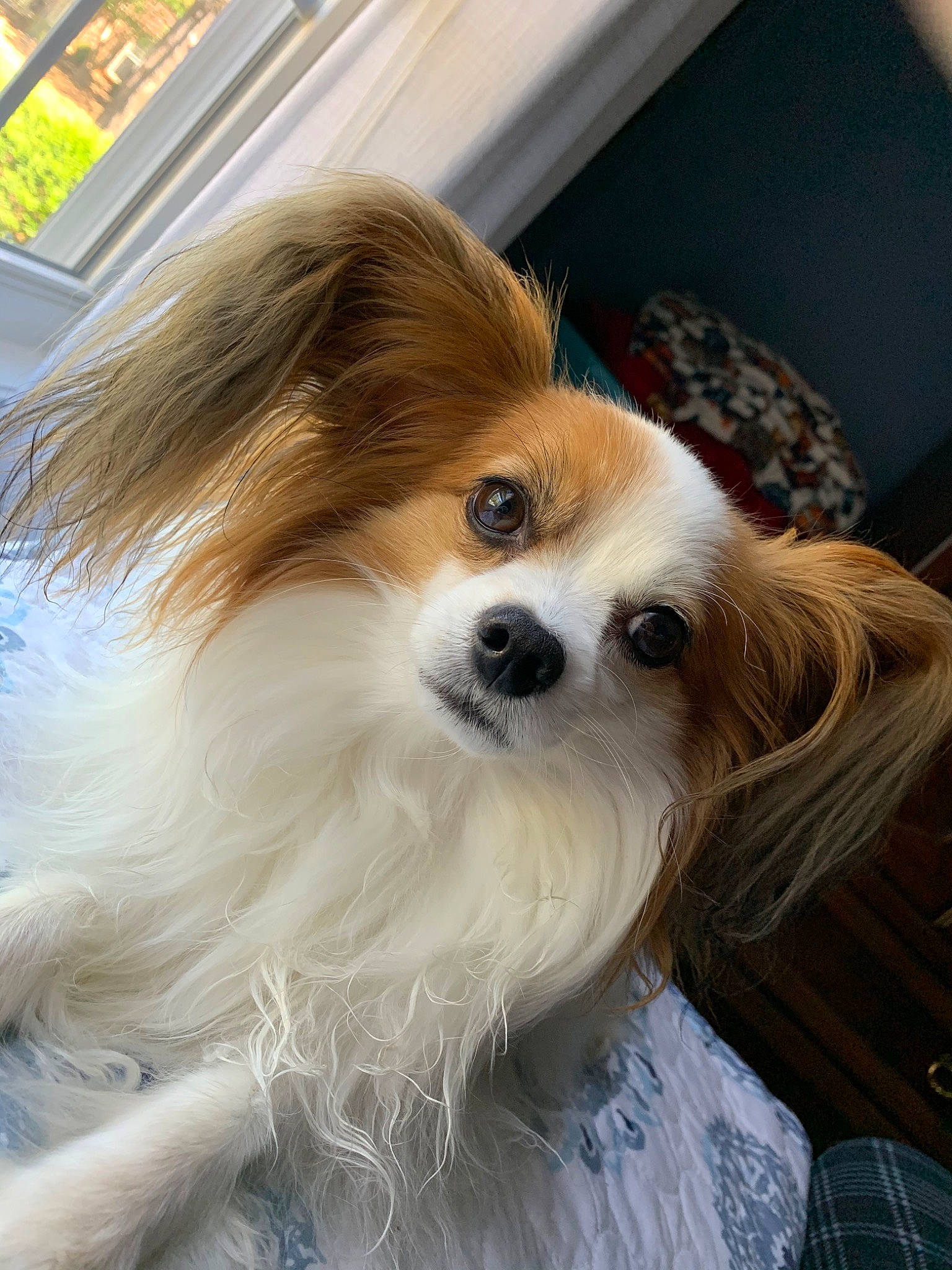 Chandler Bing is registered to the contest to win money with this photo: ancient_dog_breeds, canidae, carnivore, companion_dog, dog, dog_breed, fawn, mammal, papillon, phalene, pomeranian, puppy, rare_breed_dog, snout, spaniel, sporting_group, toy_dog, vertebrate, whiskers
