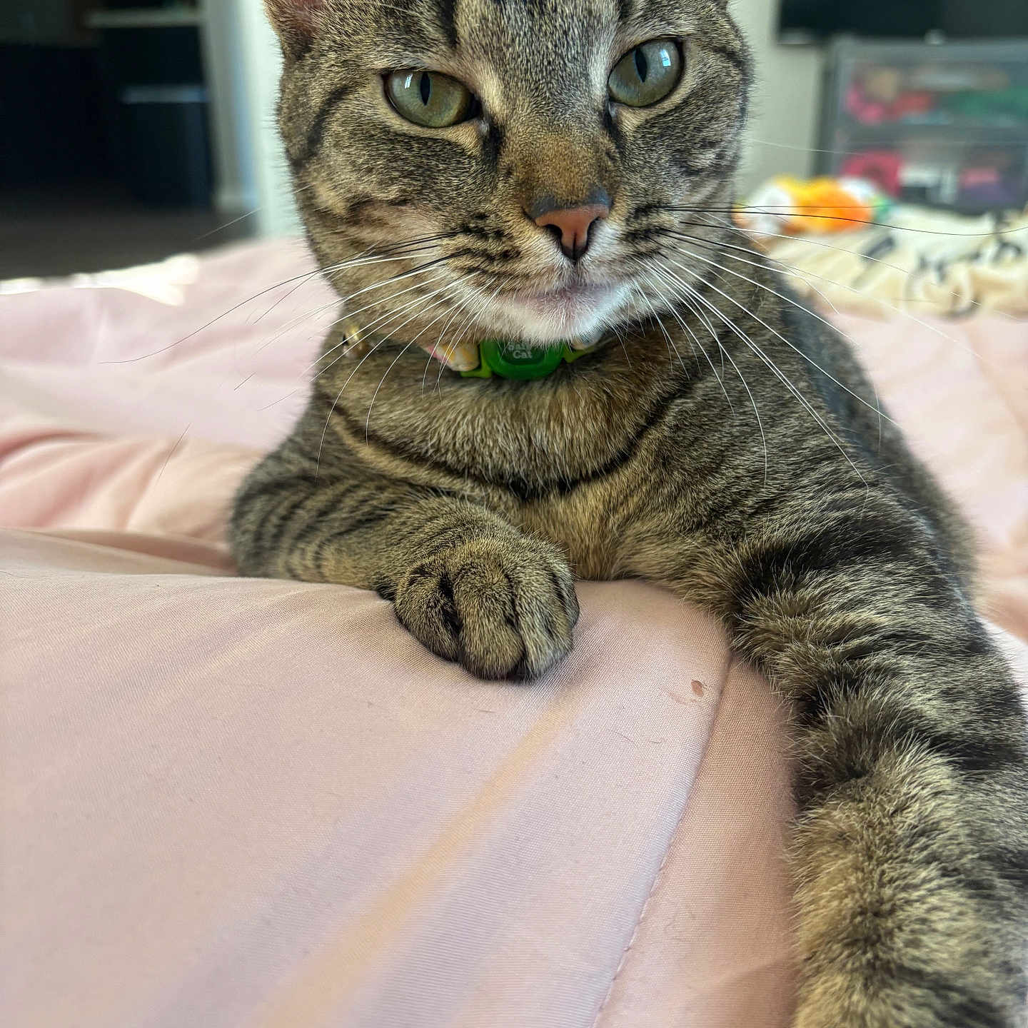 Tulip Aka Tulu
