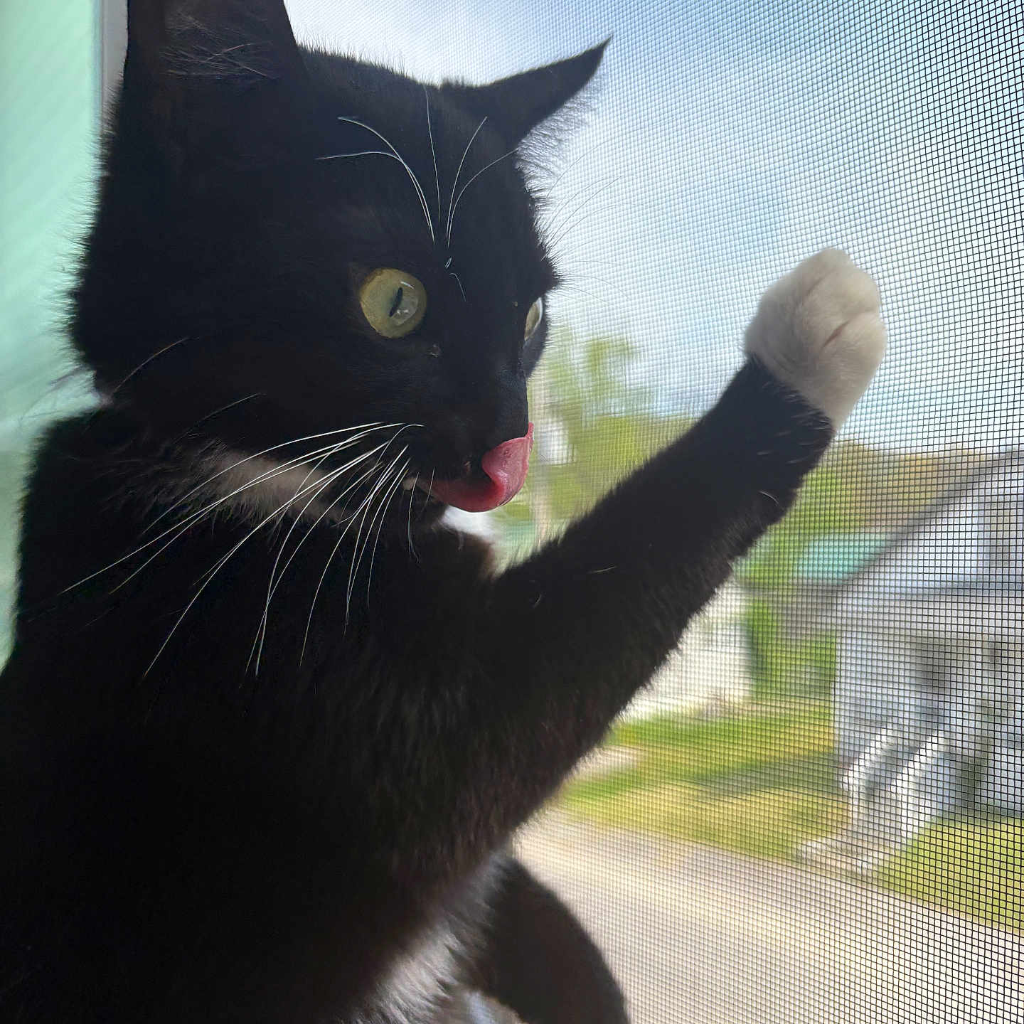 Zero Aka Sugar is registered to the contest to win money with this photo: abyssinian, animal, blackcat, bodypart, cat, kitten, manx, mouth, person, pet, tongue