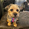 Cooper Pupp joined the competition — help win amazing prizes! dog, puppy, small_dog, scruffy_dog, tan_fur, brown_fur, black_nose, dark_eyes, bow_tie, collar, pet_tag, sitting, portrait, close_up, indoor, living_room, leather_sofa, fireplace, houseplant, cute