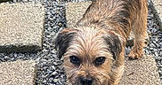 Cooper Pupp is registered to the contest to win money with this photo: dog, small_dog, scruffy_dog, brown_fur, long_hair, standing, looking_at_camera, leaf, carrying_leaf, outdoor, garden, grass, gravel, stepping_stones, pavers, mud, boots, pink_boots, pet, animal