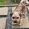dog, small_dog, scruffy_dog, brown_fur, long_hair, standing, looking_at_camera, leaf, carrying_leaf, outdoor, garden, grass, gravel, stepping_stones, pavers, mud, boots, pink_boots, pet, animal