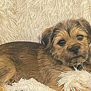 Cooper Pupp joined the competition — help win amazing prizes! puppy, dog, pet, animal, brown_fur, small_dog, lying_down, fluffy_blanket, indoors, portrait, close_up, cute, adorable, dark_eyes, black_nose, brown, tan, relaxed, cozy, home