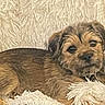 puppy, dog, pet, animal, brown_fur, small_dog, lying_down, fluffy_blanket, indoors, portrait, close_up, cute, adorable, dark_eyes, black_nose, brown, tan, relaxed, cozy, home