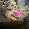Cooper Pupp is registered to the contest to win money with this photo: dog, small_dog, shaggy_dog, fur, brown_fur, gray_fur, pet, animal, lying_down, relaxed, portrait, toy, colorful_toy, pink_toy, green_toy, leather_ottoman, indoor, living_room, pet_cage, cozy