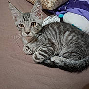 Naya a rejoint le concours — aidez-le/la à gagner de superbes lots ! alert, animal, bed, brown_bedspread, cat, cute, ears, feline, fur, indoor, kitten, pet, pillow, resting, small, striped, tabby, tail, whiskers, young