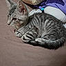 Naya a rejoint le concours — aidez-le/la à gagner de superbes lots ! animal, bed, blanket, cat, curious, cushion, ears, feline, fur, gray_tabby, indoor, kitten, lying, pet, resting, small, striped_fur, tail, whiskers, young