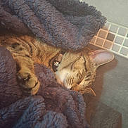 Lya a rejoint le concours — aidez-le/la à gagner de superbes lots ! animal, blanket, cat, closeup, comfort, cozy, cute, feline, fur, home, indoor, pet, quiet, relaxation, resting, sleeping, soft, tabby, texture, warm
