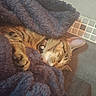 cat, tabby, sleeping, blanket, cozy, indoor, fur, pet, resting, comfort, feline, cute, relaxation, warm, animal, closeup, soft, texture, home, quiet
