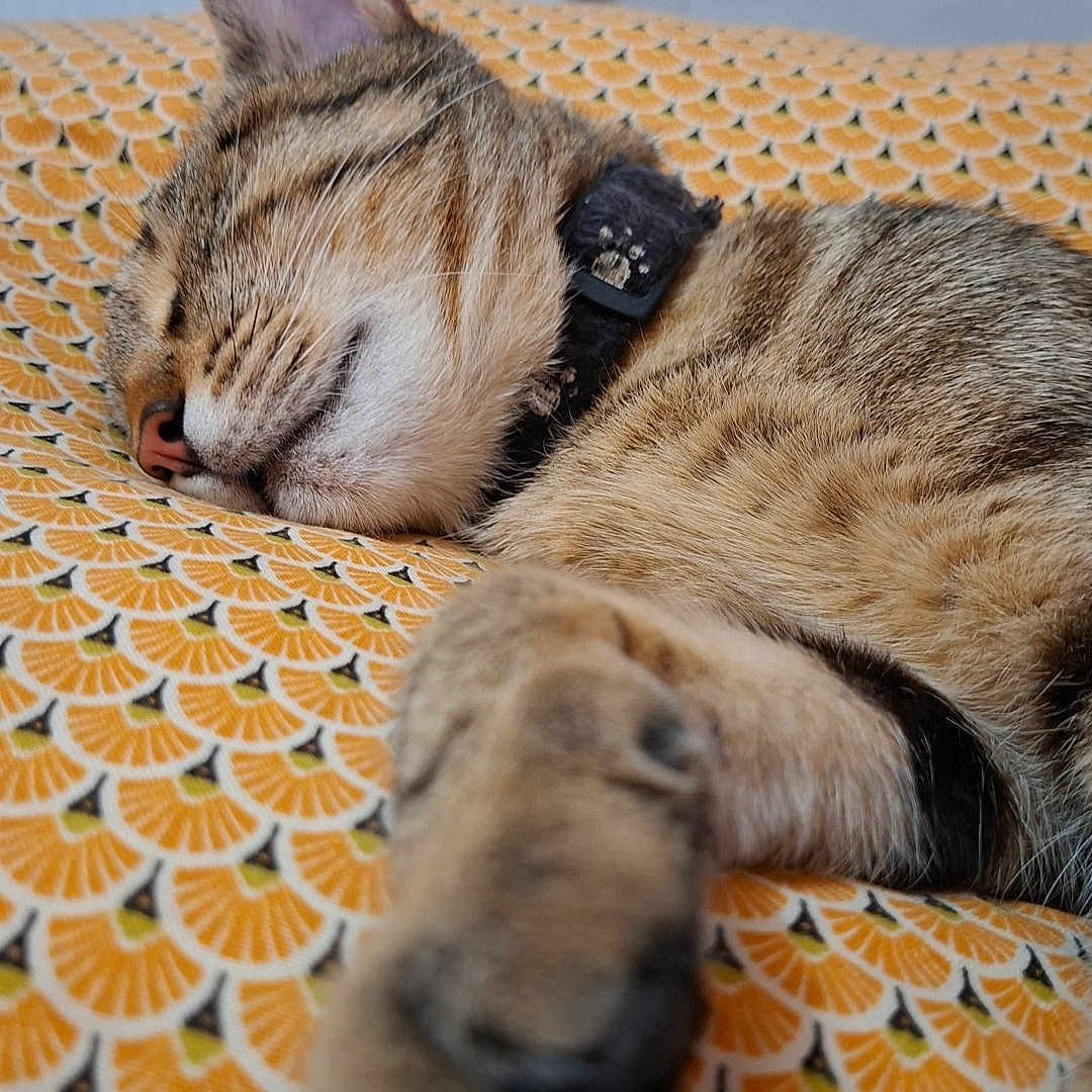Lya
