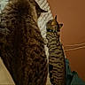 cat, cats, sleeping, bed, blanket, feline, pets, domestic_animals, striped_cat, tabby_cat, collar, resting, indoor, cozy, fur, animal_pair, companionship, warm, soft_lighting, relaxation