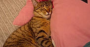 Lya participe au concours pour gagner de l'argent avec cette photo : animal, bed, bedspread, cat, cozy, cute, feline, fur, humor, indoor, pet, pillow, pink_pillow, relaxed, resting, sleeping, snuggling, striped, tabby, text_overlay