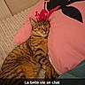 cat, tabby, sleeping, pillow, pink_pillow, bed, bedspread, indoor, cozy, feline, pet, resting, striped, fur, cute, relaxed, animal, snuggling, text_overlay, humor