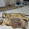 cat, cats, sleeping, bed, blanket, indoor, cozy, fur, striped, tabby, relaxing, pets, animal, cute, snuggling, domestic, feline, resting, comfort, home
