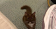 Lindo joined the competition — help win amazing prizes! cat, brown_cat, white_paws, carpet, patterned_carpet, furniture, beige_sofa, sneaker, shoe, indoor, pet, curious, looking_up, whiskers, tail, cozy, floor, home, animal, cute