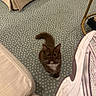 cat, brown_cat, white_paws, carpet, patterned_carpet, furniture, beige_sofa, sneaker, shoe, indoor, pet, curious, looking_up, whiskers, tail, cozy, floor, home, animal, cute