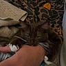 Lindo joined the competition — help win amazing prizes! cat, hand, person, holding, biting, brown_cat, white_paws, whiskers, green_eyes, knitted_blanket, patterned_jacket, water_bottle, indoor, closeup, pet, playful, cute, feline, grip, cozy