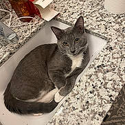 Mittens joined the competition — help win amazing prizes! cat, gray_cat, white_paws, sink, bathroom, countertop, toilet_paper, bottle, curious, pet, domestic, fur, whiskers, relaxed, indoor, yellow_eyes, clean, household, cute, animal