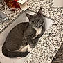 cat, gray_cat, white_paws, sink, bathroom, countertop, toilet_paper, bottle, curious, pet, domestic, fur, whiskers, relaxed, indoor, yellow_eyes, clean, household, cute, animal