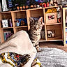 kitten, cat, blanket, bed, indoor, furniture, shelf, figurines, toys, books, television, gaming, controller, wooden_floor, curious, pet, cozy, living_room, decor, tabby
