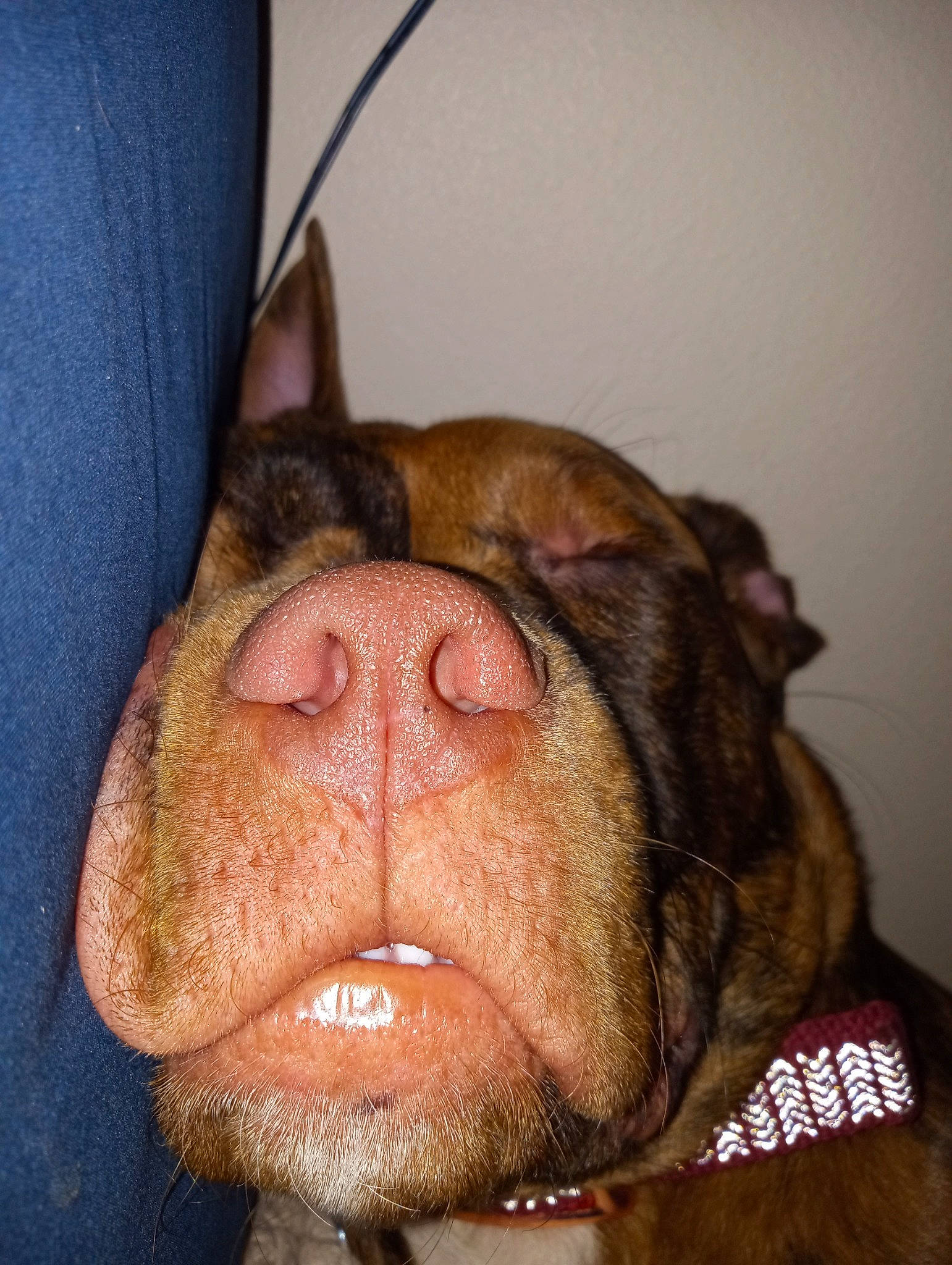 Redbull is registered to the contest to win money with this photo: canidae, carnivore, close_up, collar, companion_dog, dog, dog_breed, ear, fawn, fur, guard_dog, liver, non_sporting_group, snout, sporting_group, terrestrial_animal, whiskers, working_animal, working_dog, wrinkle