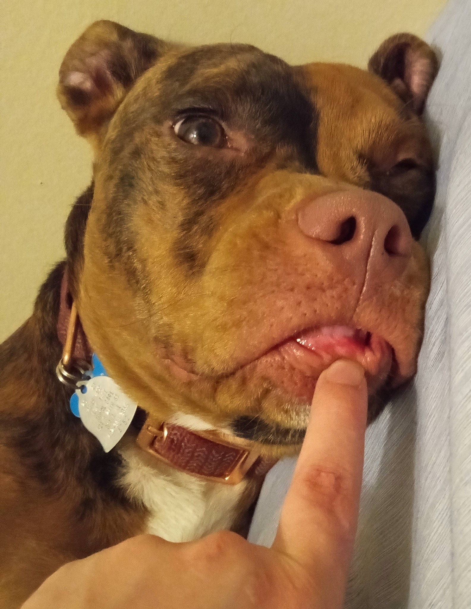 Redbull joined the competition — help win amazing prizes! canidae, carnivore, collar, companion_dog, dog, dog_breed, dog_collar, ear, fawn, fur, jaw, liver, molosser, pet_supply, snout, sporting_group, terrestrial_animal, whiskers, working_animal, wrinkle