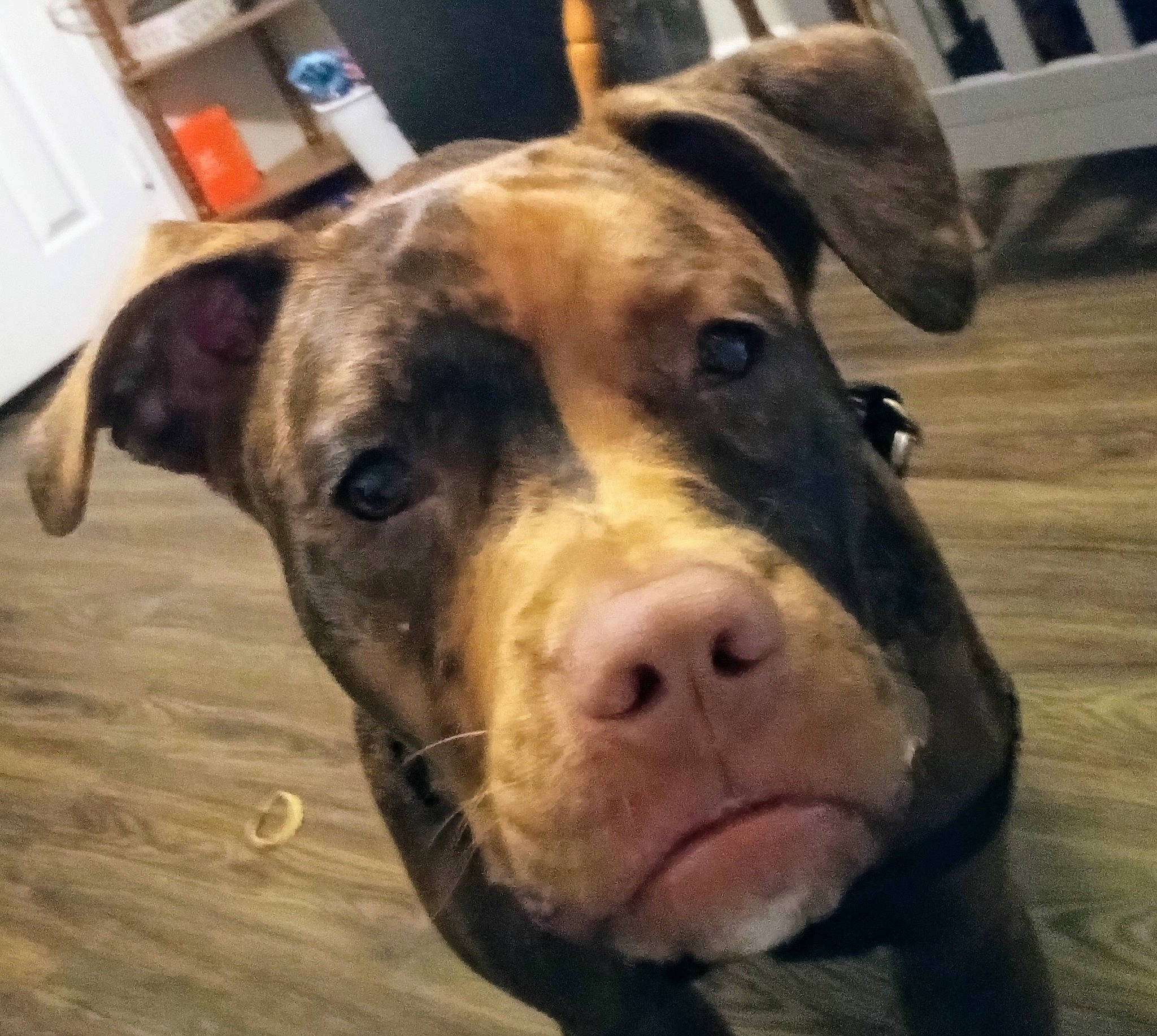 Redbull is registered to the contest to win money with this photo: art, cabinetry, carnivore, cloud, dog_breed, fawn, fur, home_appliance, kitchen_appliance, livestock, metal, sky, snout, sporting_group, suidae, terrestrial_animal, whiskers, wood, working_animal, wrinkle