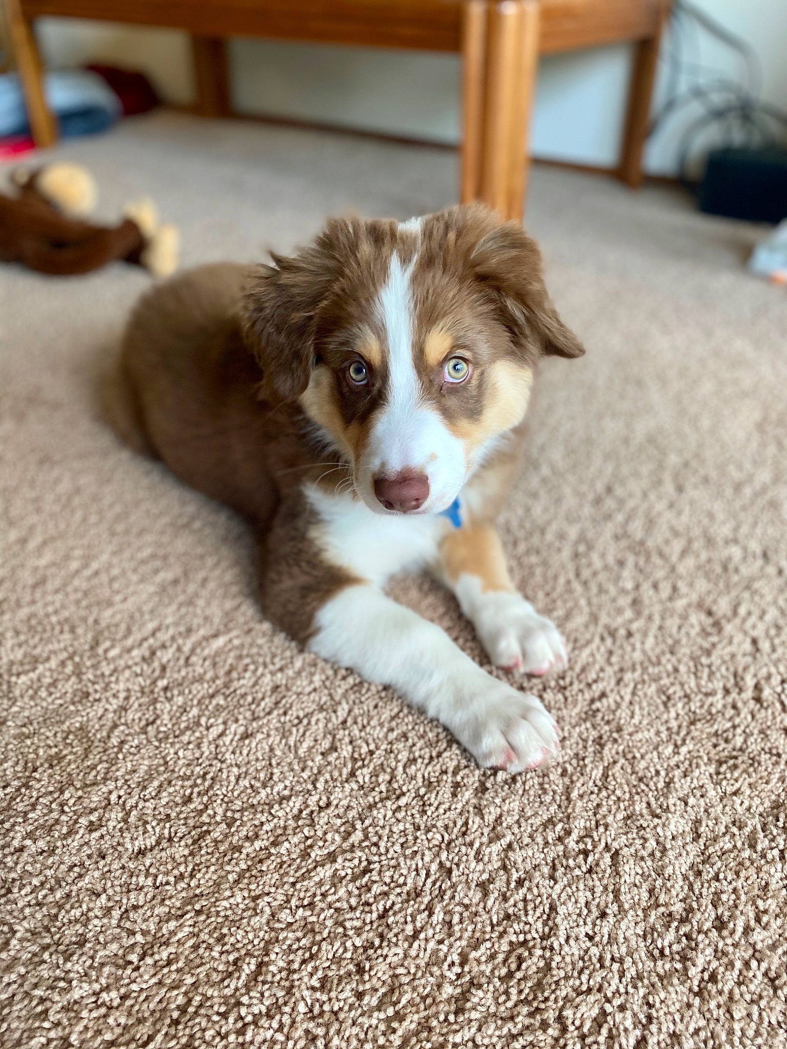 Dunkin joined the competition — help win amazing prizes! australian_collie, australian_shepherd, border_collie, canidae, carnivore, companion_dog, dog, dog_breed, fawn, herding_dog, mammal, miniature_australian_shepherd, puppy, rare_breed_dog, sporting_group, vertebrate, welsh_sheepdog, working_dog