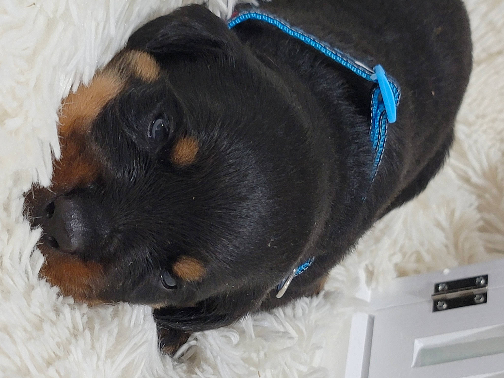 Premiers Viper is registered to the contest to win money with this photo: canidae, carnivore, collar, companion_dog, dog, dog_breed, dog_collar, ear, fashion_accessory, fawn, fur, guard_dog, liver, pet_supply, snout, sporting_group, toy_dog, whiskers, working_animal, working_dog