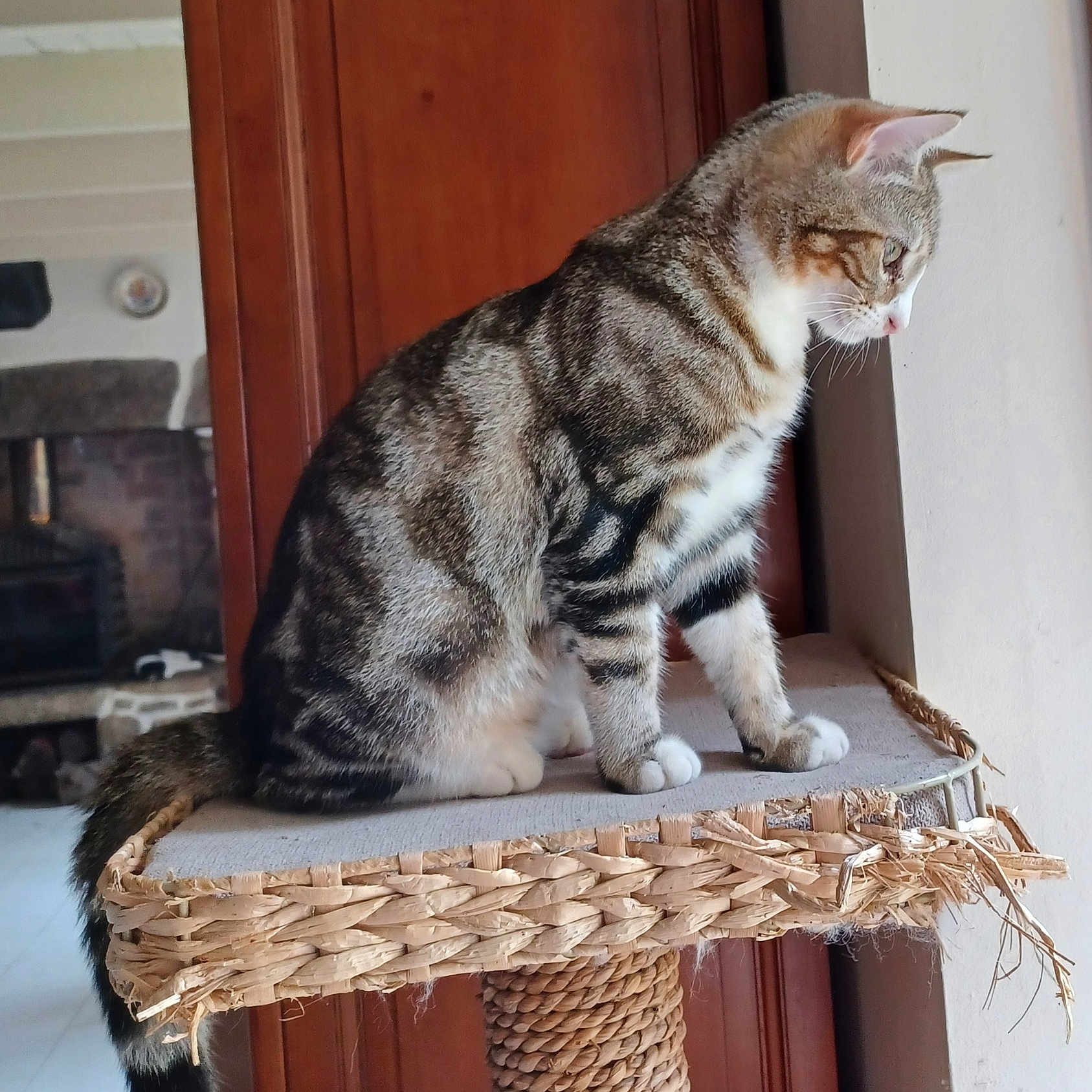Volo